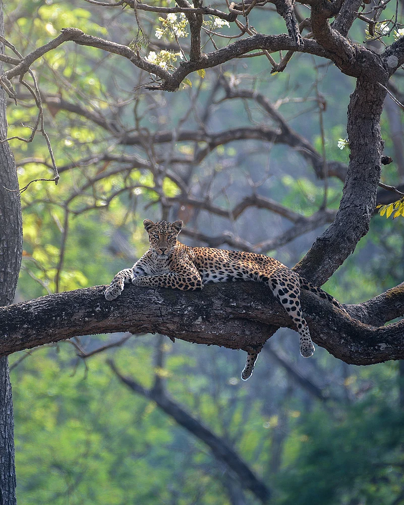 A leopard rests on a tree branch
